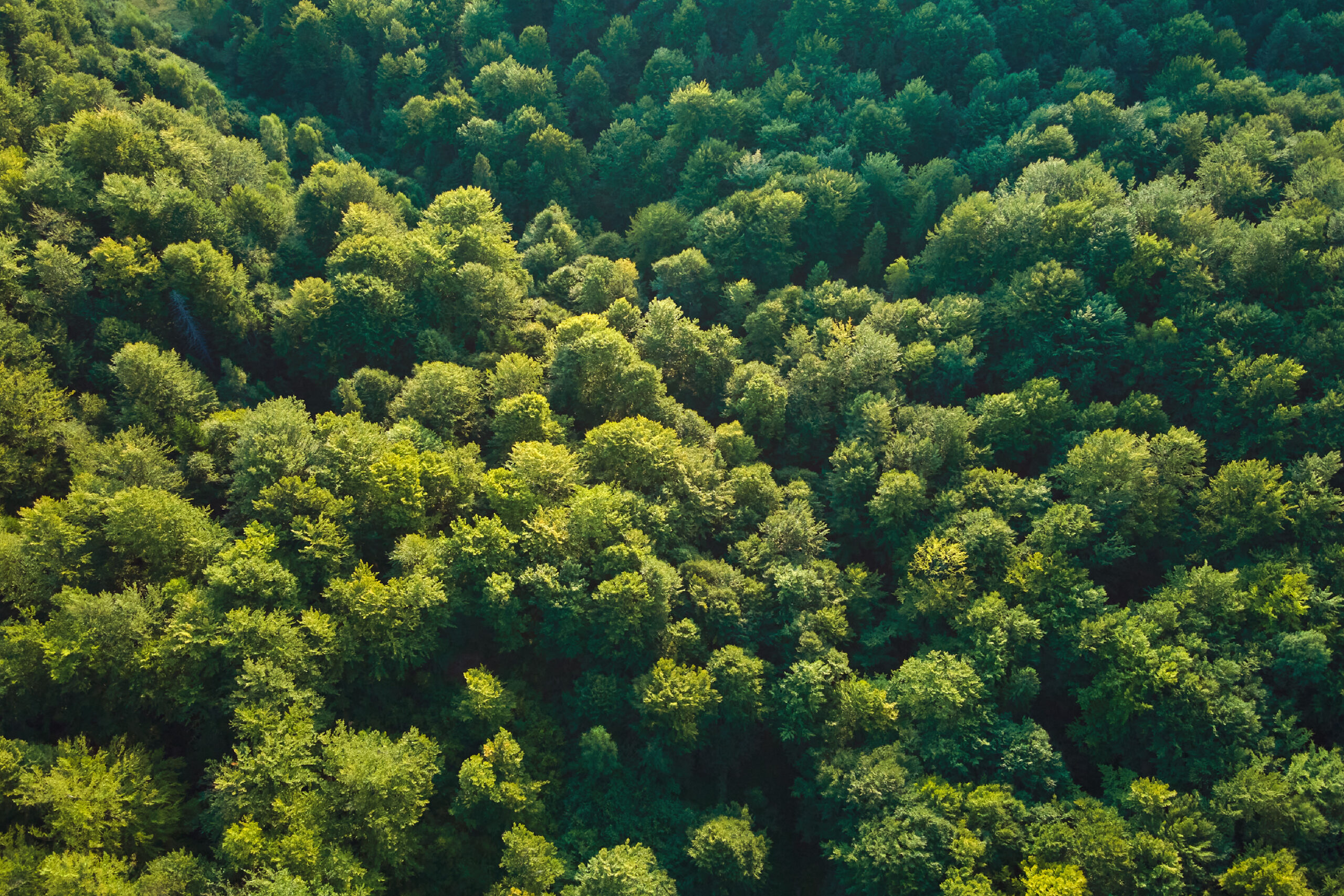 Overhead view of green forest canopy.